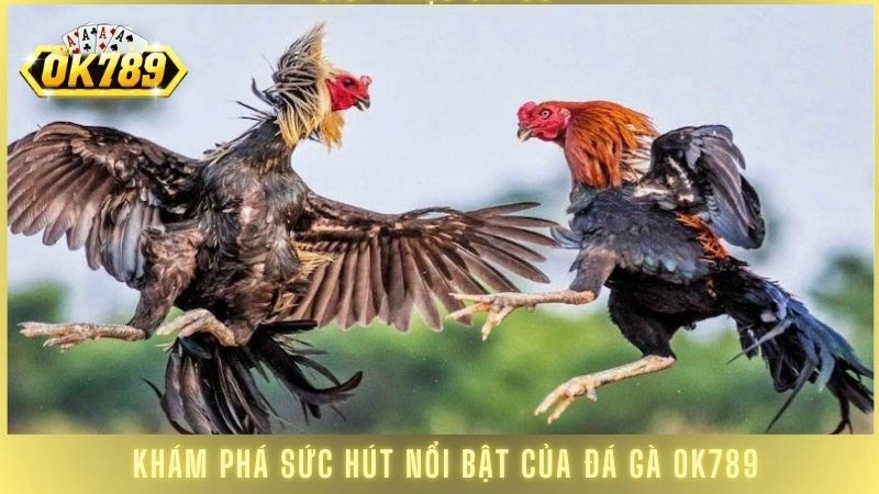 Khám phá sức hút nổi bật của đá gà OK789