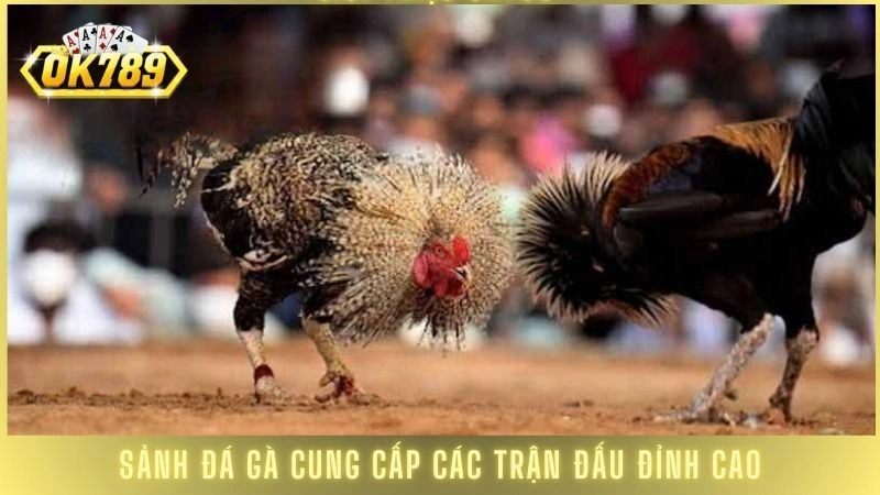 Sảnh đá gà cung cấp các trận so tài đỉnh cao