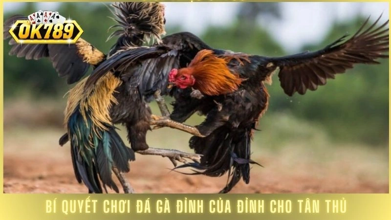 Bí quyết chơi đá gà đỉnh của đỉnh cho tân thủ