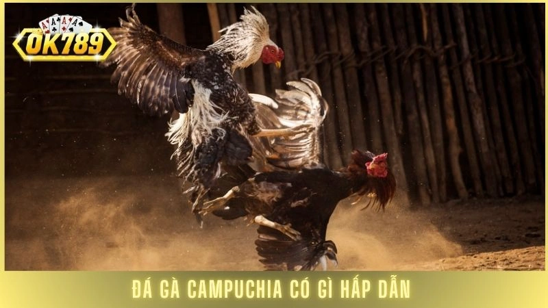 Đá gà Campuchia - Xem live các trận đấu nảy lửa tại OK789 1 Đá gà Campuchia có gì hấp dẫn