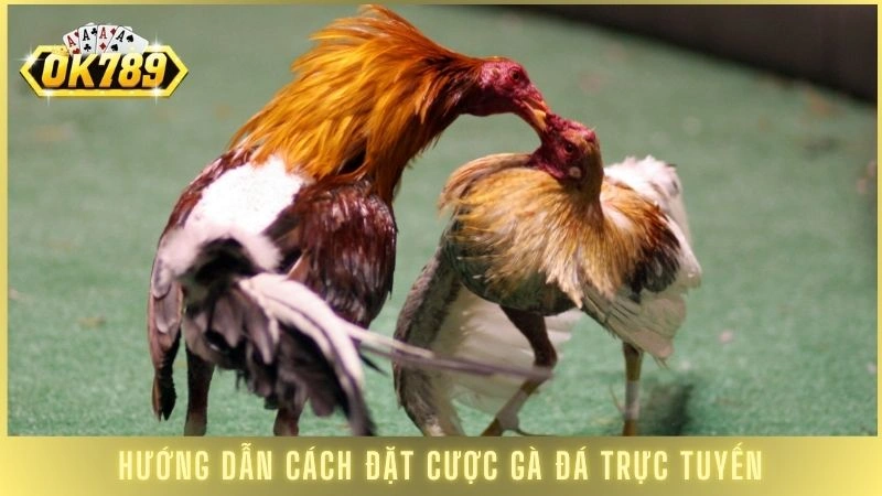 Đá gà Campuchia - Xem live các trận đấu nảy lửa tại OK789 2 Hướng dẫn cách đặt cược gà đá trực tuyến