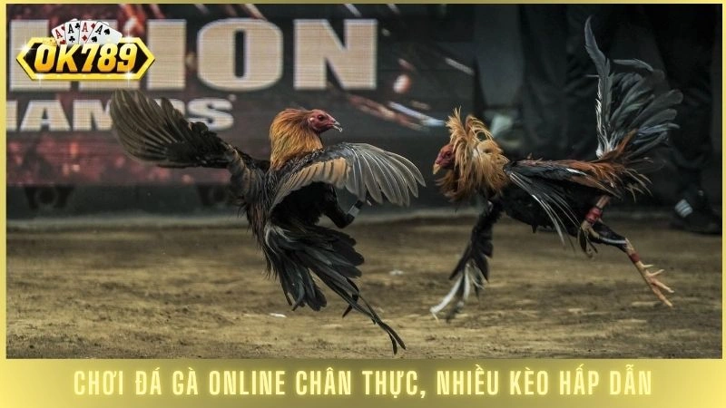 Đá gà Campuchia - Xem live các trận đấu nảy lửa tại OK789 3 Chơi đá gà online chân thực, nhiều kèo hấp dẫn