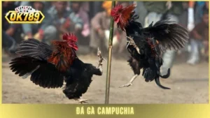 Đá gà Campuchia