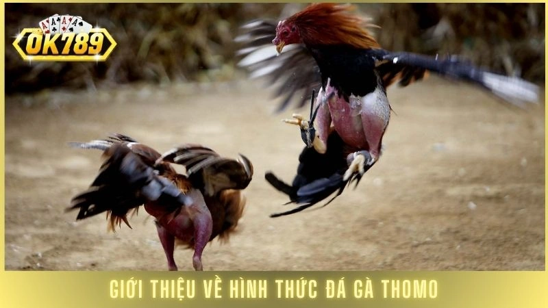 Đá gà Thomo OK789 - Trực tiếp kê trường đấu hấp dẫn 1 Giới thiệu về hình thức đá gà Thomo