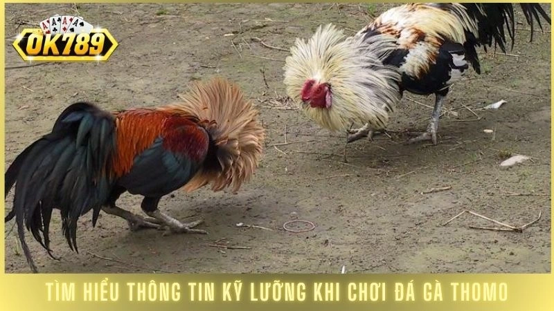 Đá gà Thomo OK789 - Trực tiếp kê trường đấu hấp dẫn 2 Tìm hiểu thông tin kỹ lưỡng khi chơi đá gà Thomo