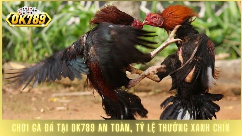 Đá gà Thomo OK789 - Trực tiếp kê trường đấu hấp dẫn 3 Chơi gà đá tại OK789 an toàn, tỷ lệ thưởng xanh chín