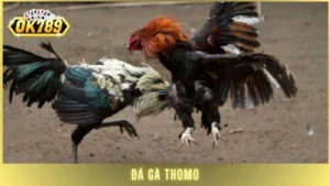 Đá gà Thomo