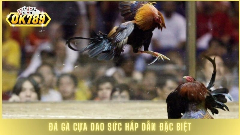 Đá gà cựa dao OK789 - Những trận kê chiến kinh điển 1 Đá gà cựa dao sức hấp dẫn đặc biệt