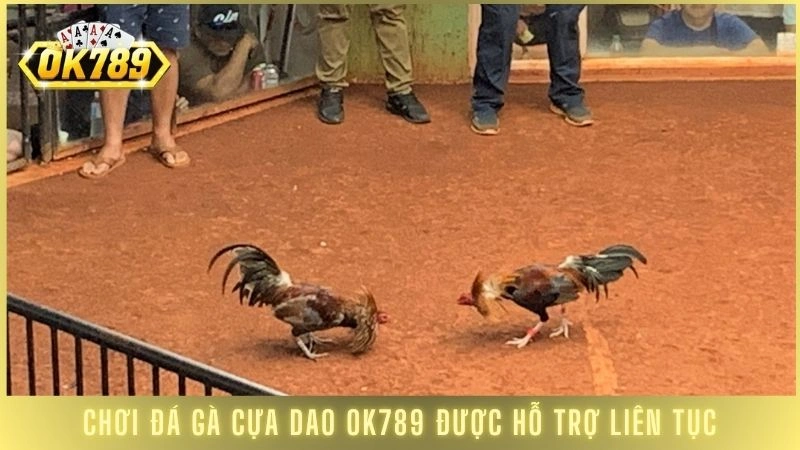 Đá gà cựa dao OK789 - Những trận kê chiến kinh điển 2 Chơi đá gà cựa dao OK789 được hỗ trợ liên tục