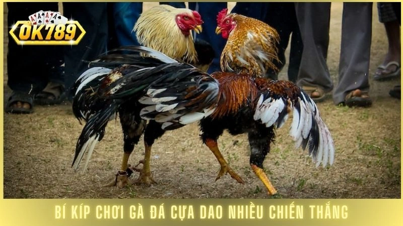 Đá gà cựa dao OK789 - Những trận kê chiến kinh điển 3 Bí kíp chơi gà đá cựa dao nhiều chiến thắng