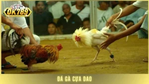 Đá gà cựa dao