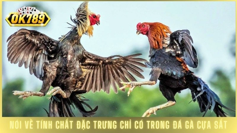 Nói về tính chất đặc trưng chỉ có trong đá gà cựa sắt
