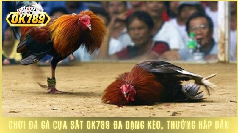 Chơi đá gà cựa sắt OK789 đa dạng kèo, thưởng hấp dẫn