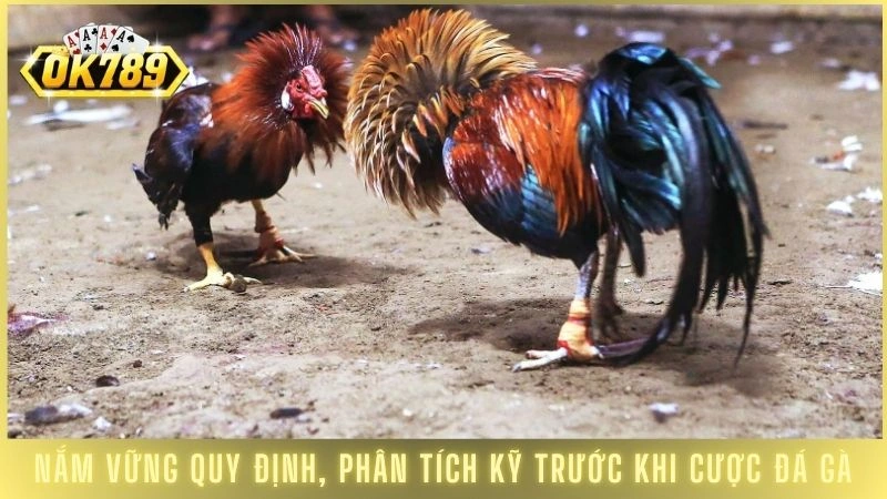 Nắm vững quy định, phân tích kỹ trước khi cược đá gà